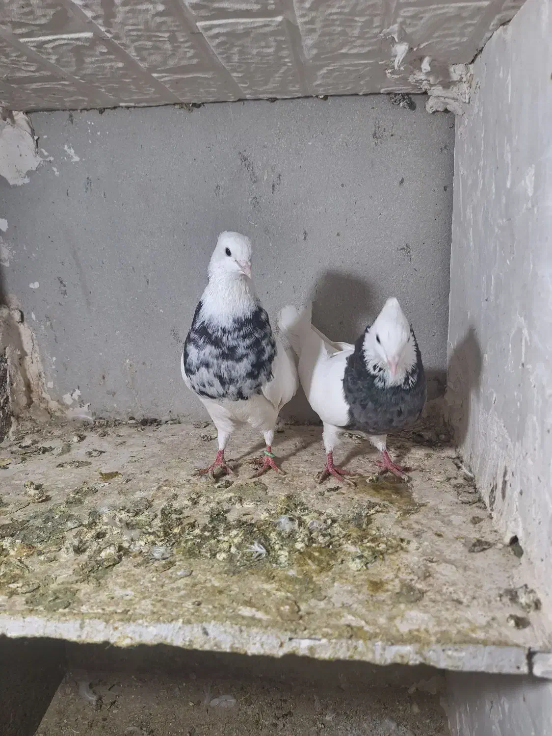 کبوتر طوقی رنگی|پرنده|ساوه, |دیوار