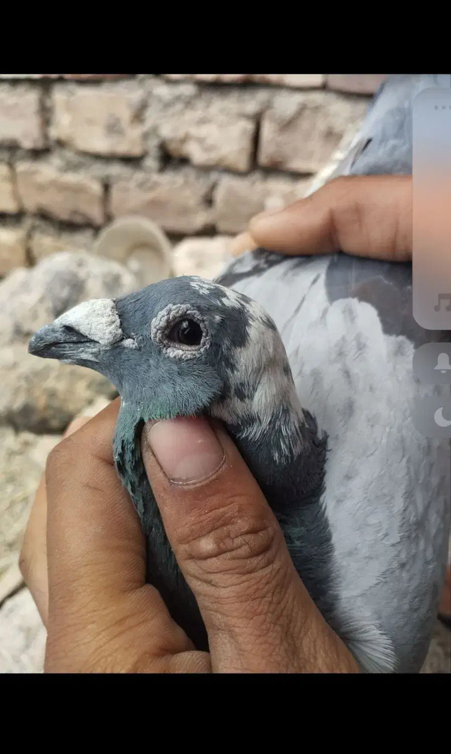 کفتر|پرنده|خوسف, |دیوار