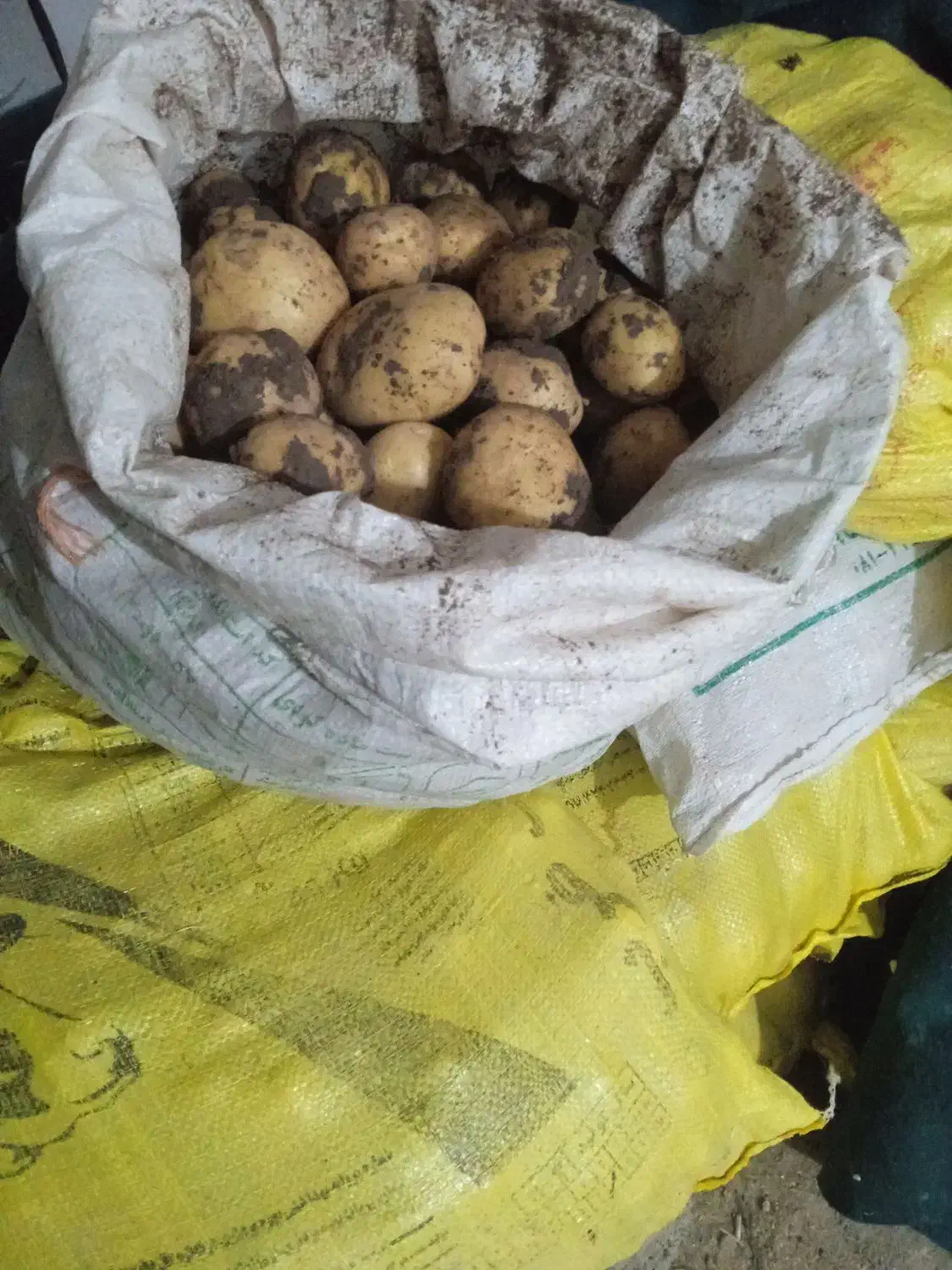 سیب زمینی ارگانیک|خوردنی و آشامیدنی|خاوه, |دیوار