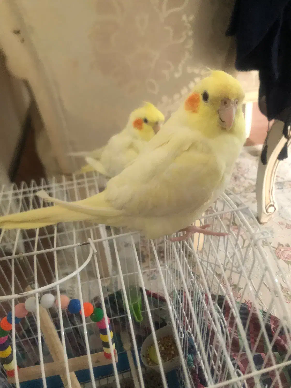 عروس هلندی لوتینیو|پرنده|سمنان, |دیوار