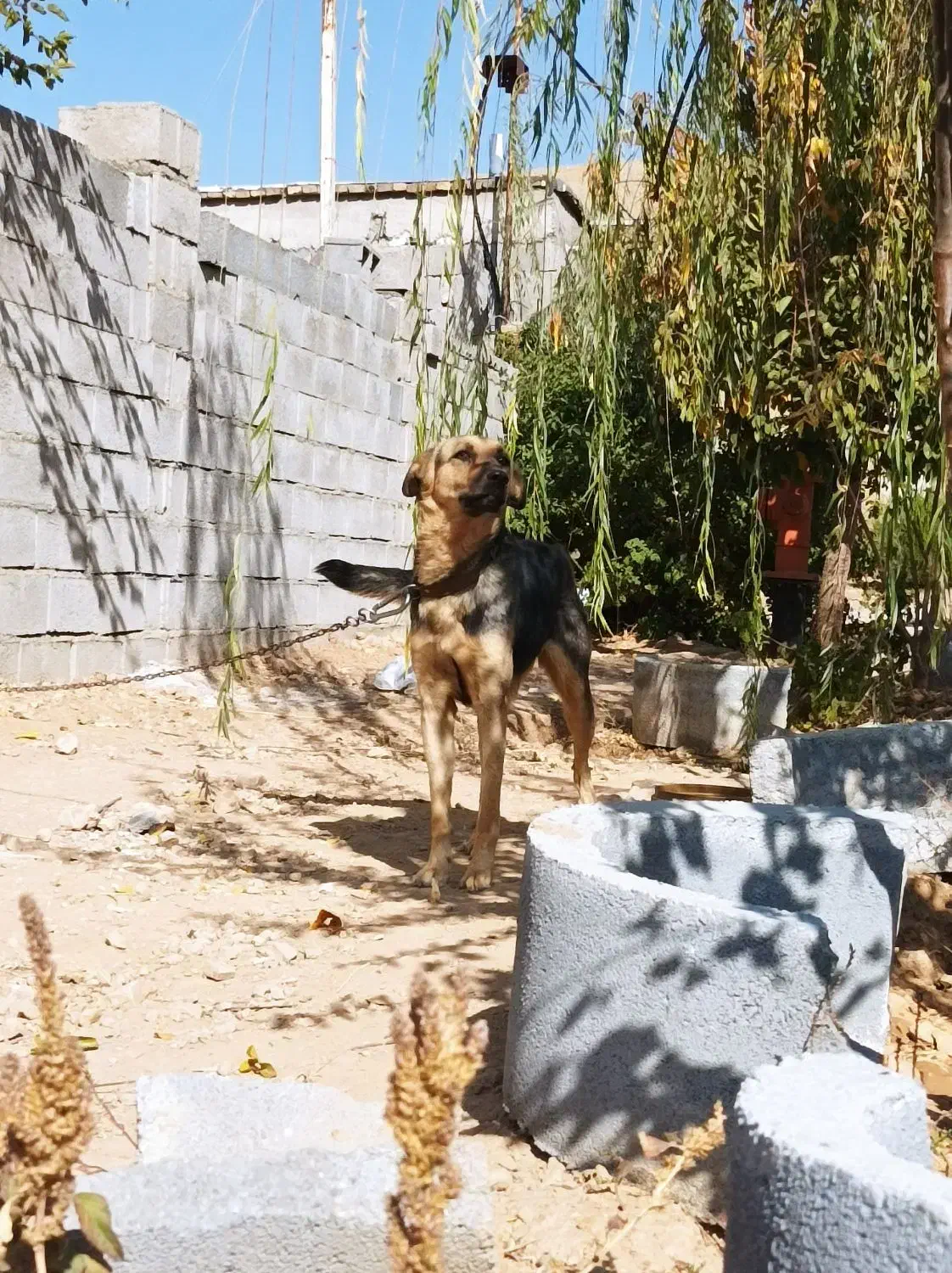 ژرمن ماده نگهبان|سگ|کیار, |دیوار