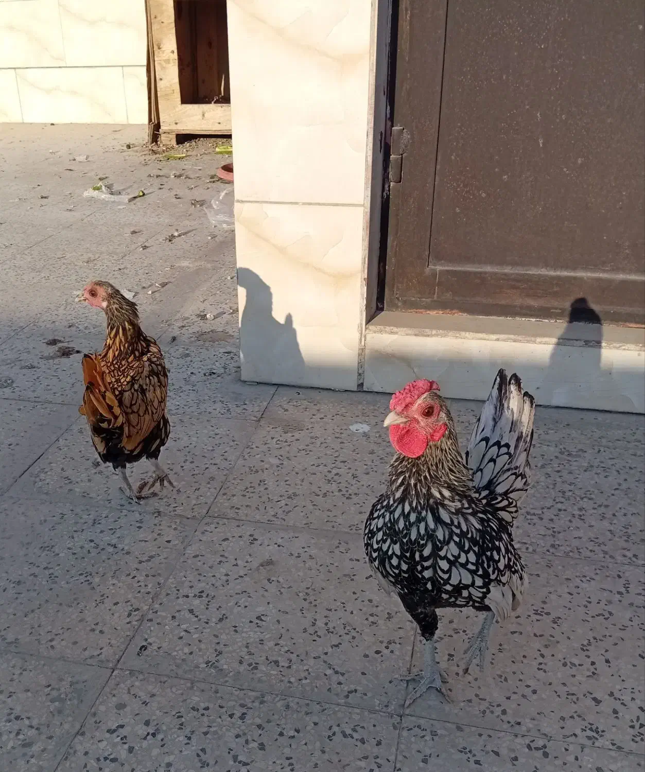 دو جفت مرغ و خروس بالغ مینیاتوری|پرنده|ری, فیروزآبادی|دیوار