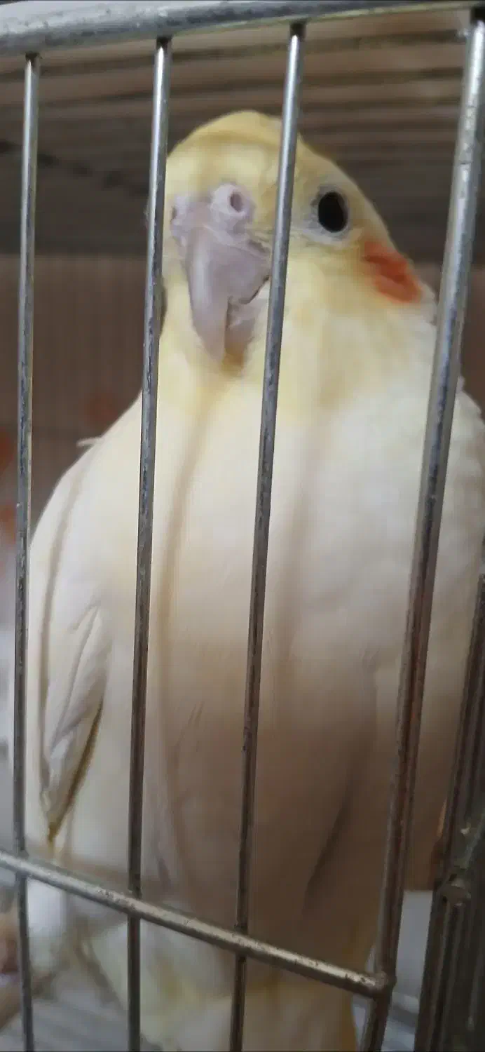 جفت عروس هلندی مولد شرطی|پرنده|شوشتر, |دیوار