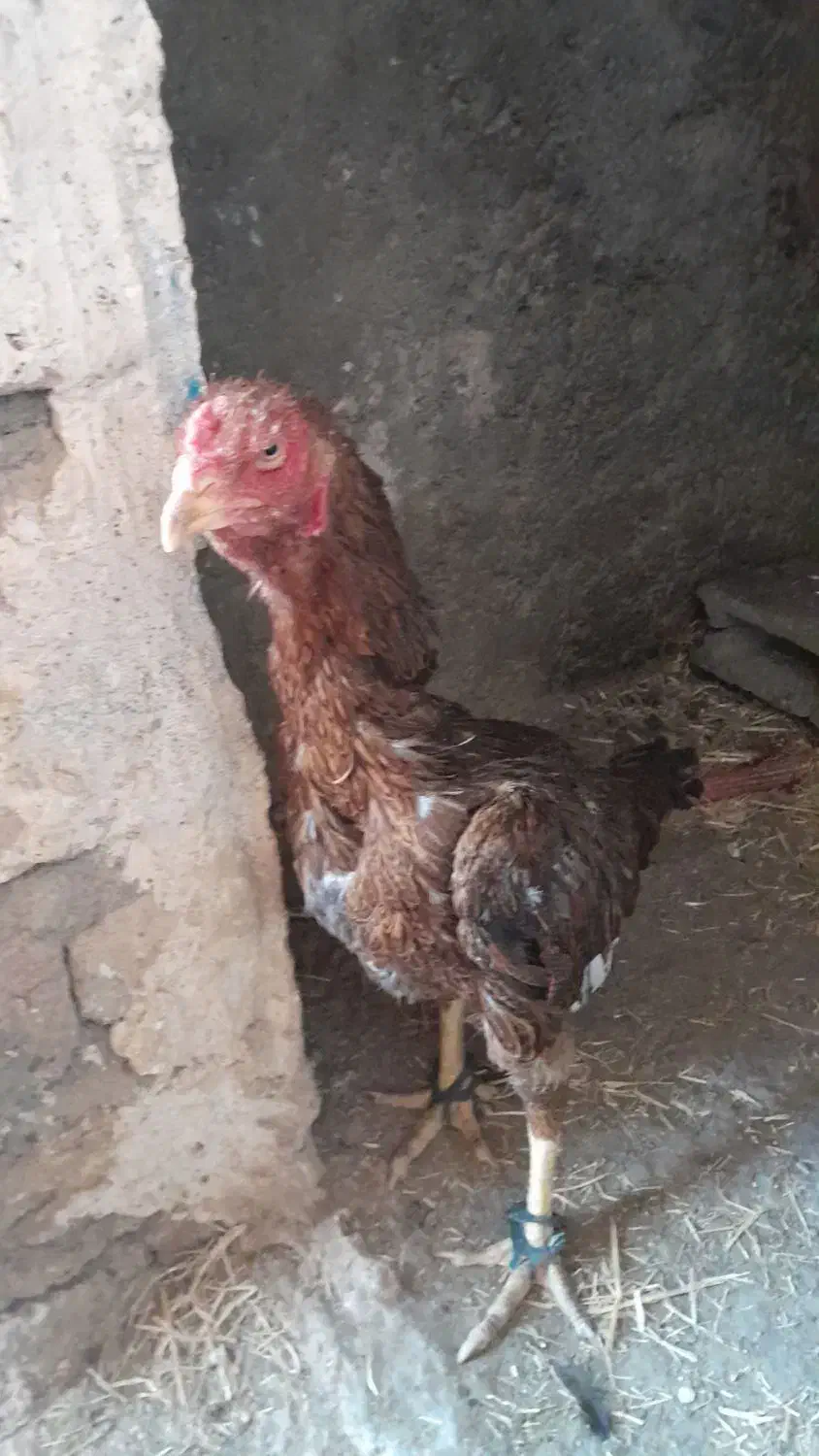 سه عدد مرغ لاری اصیل|حیوانات مزرعه|دینور, |دیوار