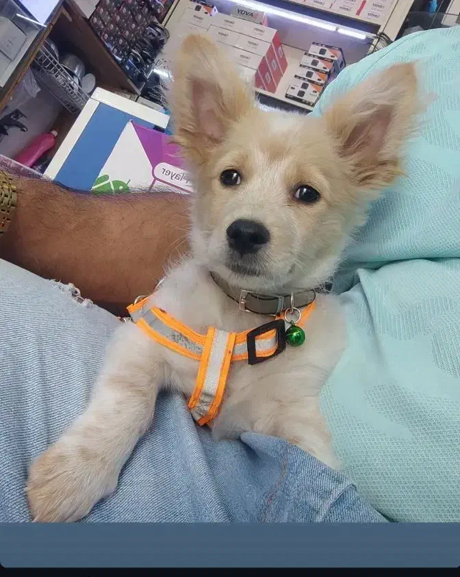 واگذار سگ پامر اشپیتز 8ماهه تربیت شده|سگ|کرمانشاه, |دیوار