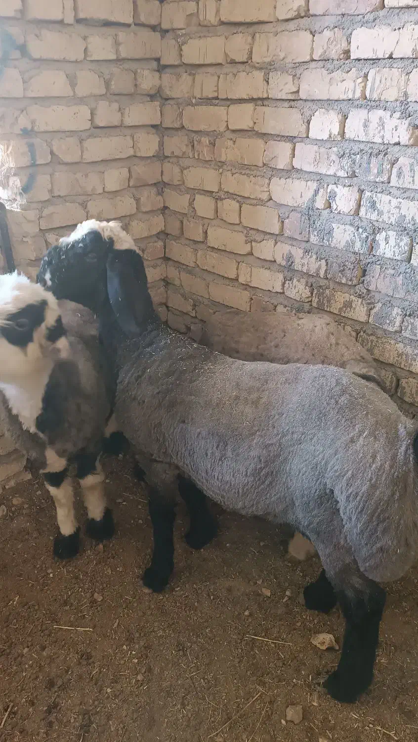 بره قوچی درجه یک|حیوانات مزرعه|همایجان, |دیوار