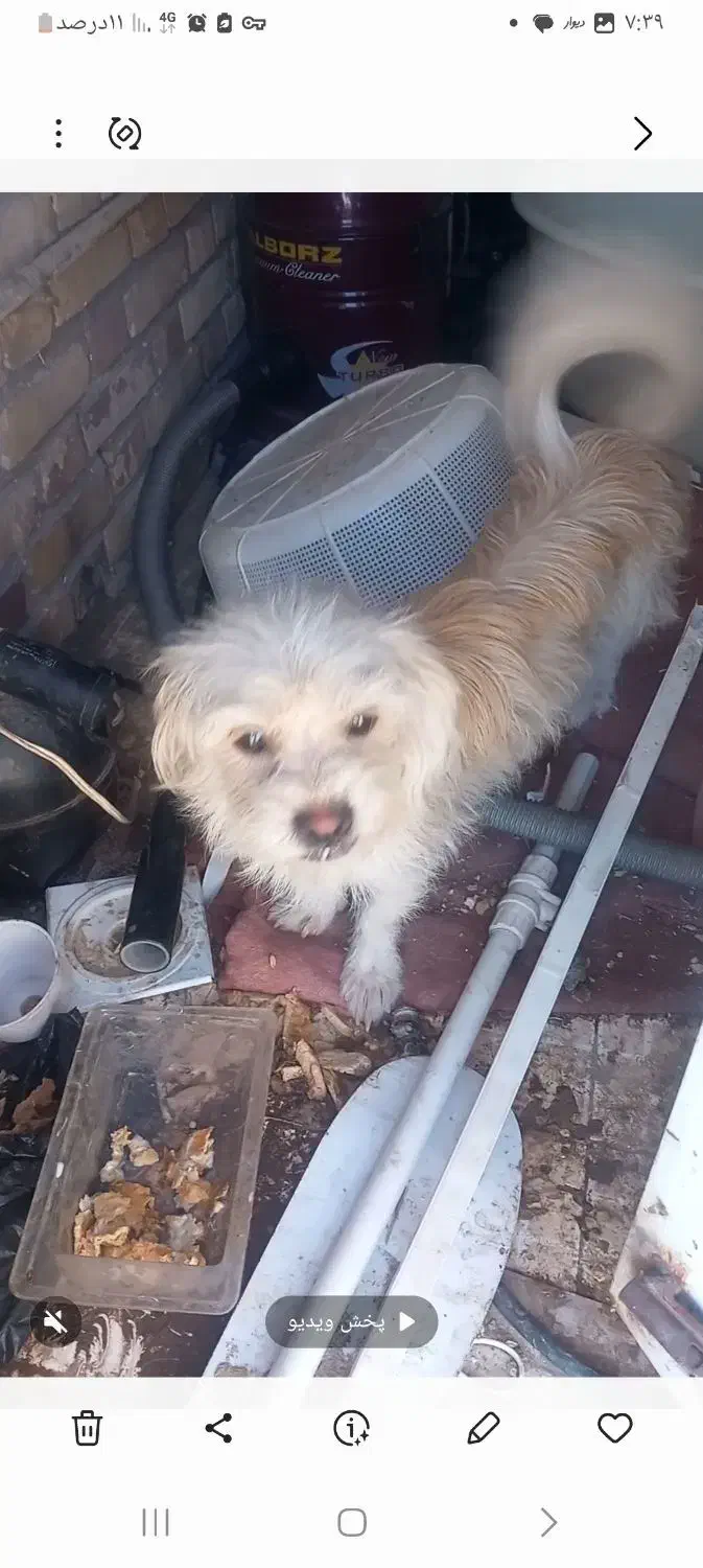 سگ پا کوتاه|سگ|رفسنجان, |دیوار