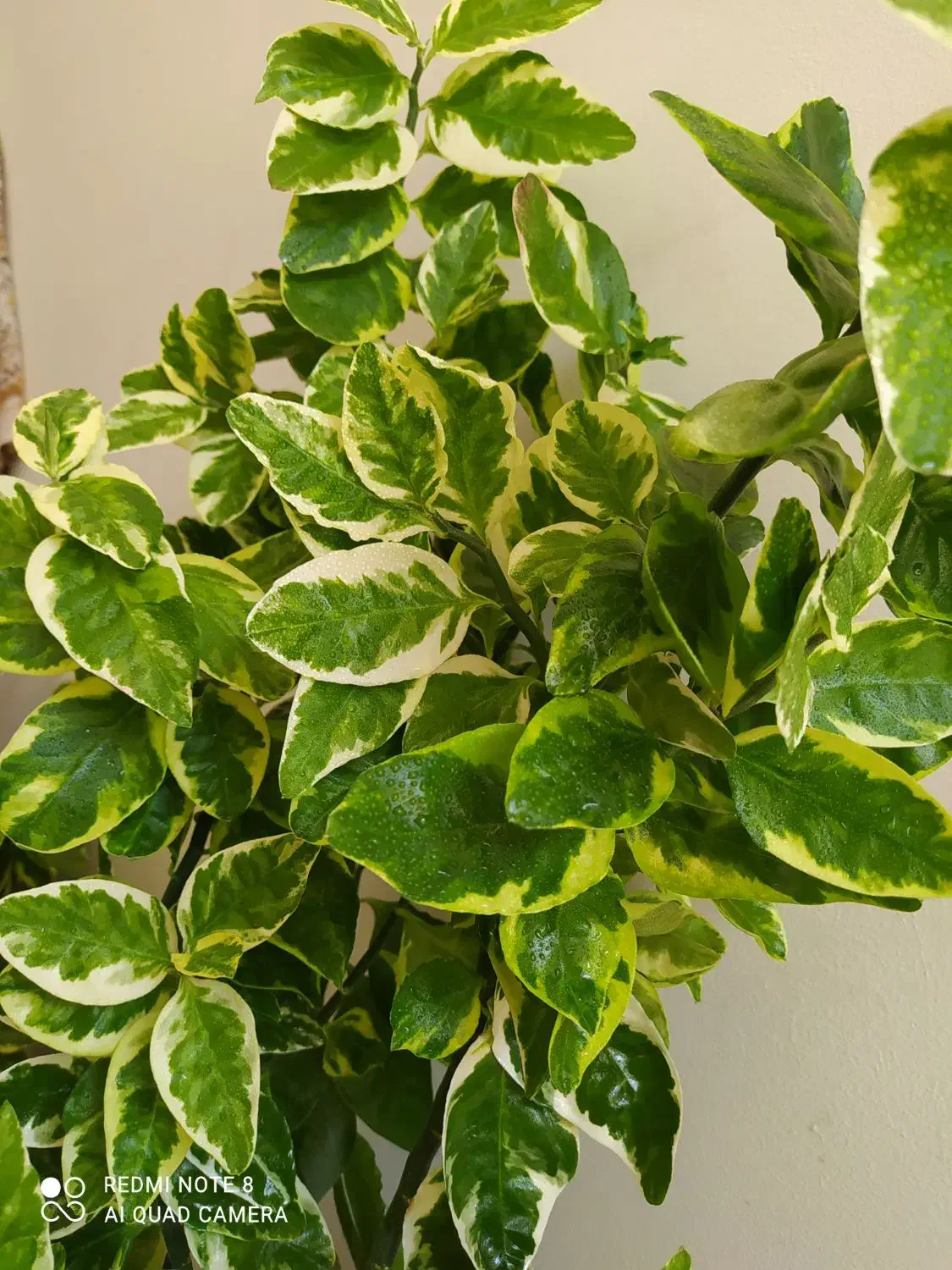 گل و گیاه آپارتمانی|گل و گیاه طبیعی|فلاورجان, |دیوار