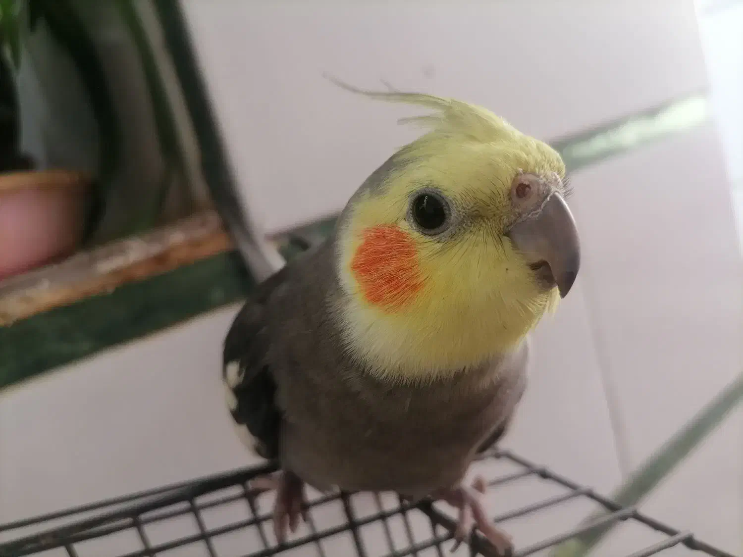 گمشده|حیوانات|داراب, |دیوار