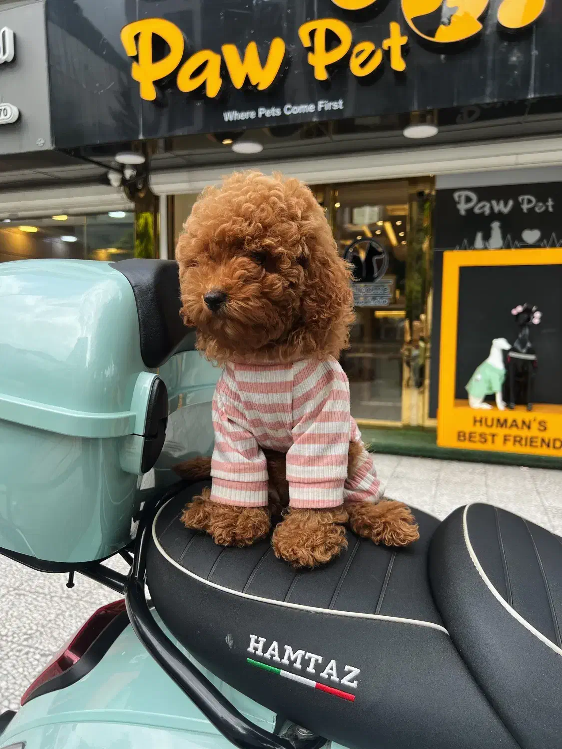 سگ پودل توی اصل|سگ|رشت, دیلمان|دیوار