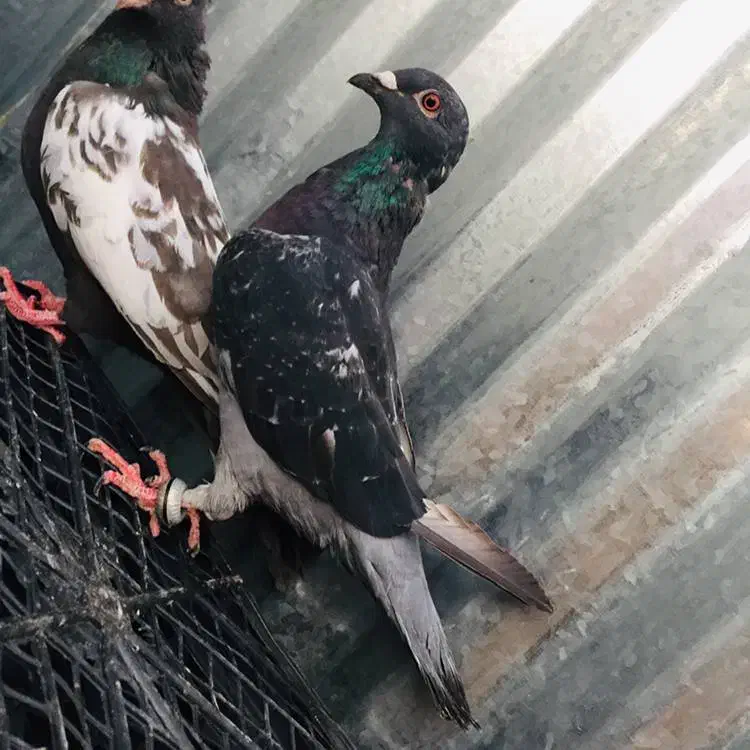 کبوتر خوب|پرنده|داراب, |دیوار