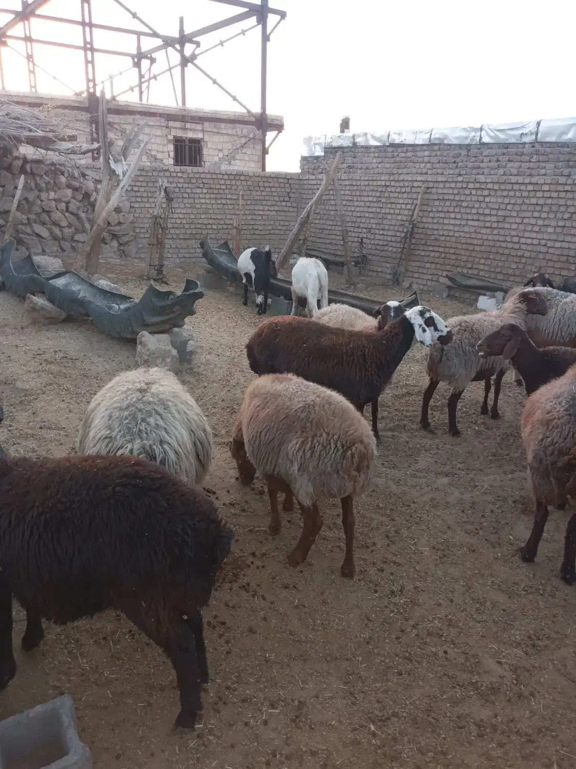 شیشک ۱۸ عدد میش ۱۶عدد قوچ ۲عدد|حیوانات مزرعه|کاکاوند, |دیوار