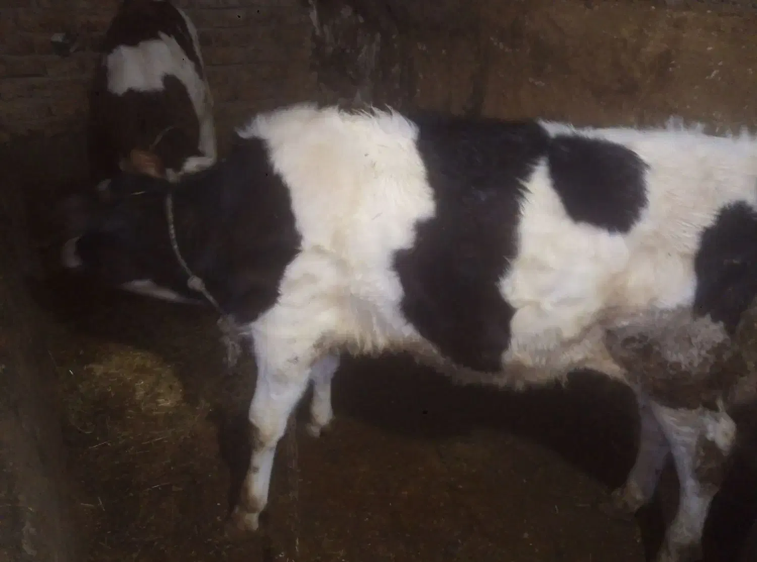 گوسالهی نر|حیوانات مزرعه|سجاس رود, |دیوار