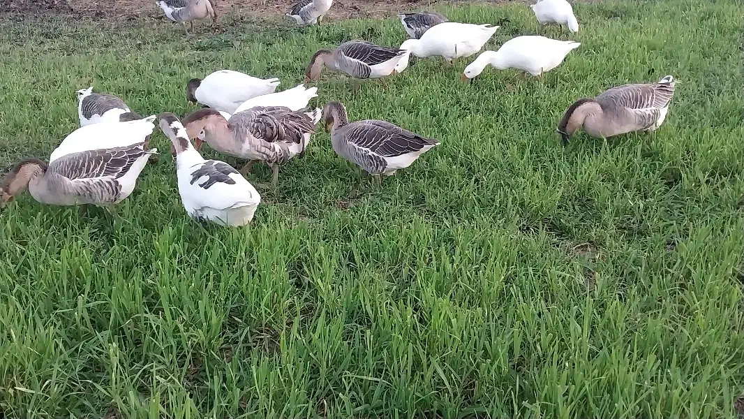 غاز محلی|حیوانات مزرعه|پارس‌آباد, |دیوار