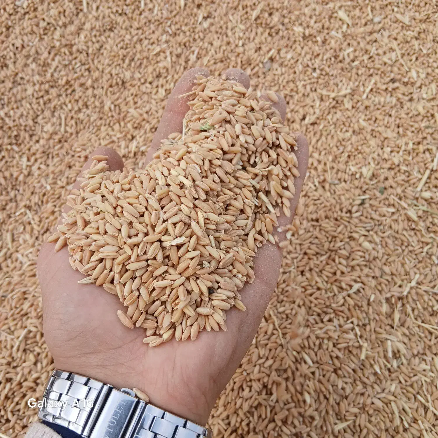 گندم دیم درجه یک|عمدهفروشی|چناران, |دیوار