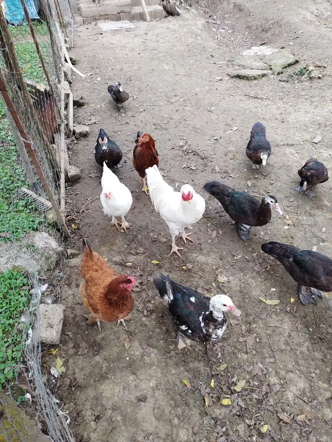 غاز محلی ، اردک اسرائیلی، مرغ و خروس محلی|حیوانات مزرعه|شاندرمن, |دیوار