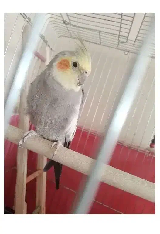 عروس هلندی سخنگو|پرنده|باغ بهادران, |دیوار