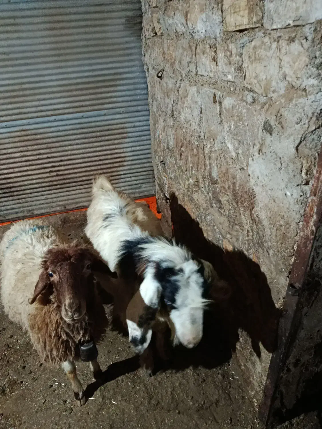 بز نر (ساورین) داشتی|حیوانات مزرعه|جوانرود, |دیوار