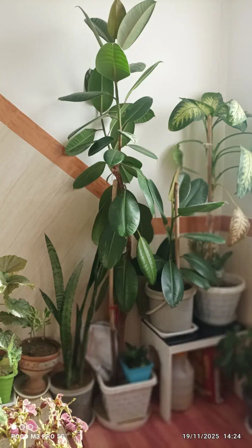 اعدد گل|گل و گیاه طبیعی|سقز, |دیوار