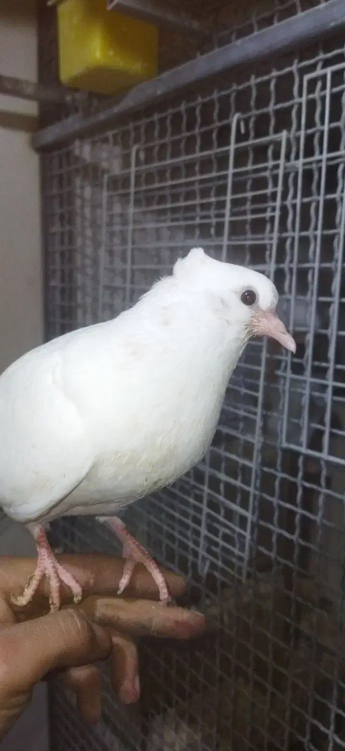 کبوتر سفید اراکی اصیل|پرنده|شیراز, عادل آباد|دیوار