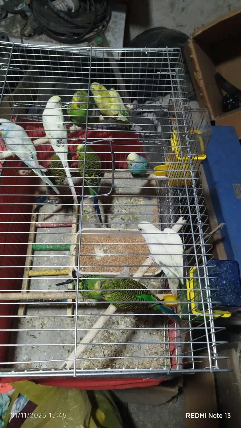 انواع مرغ عشق برای فروش|پرنده|بندر کنگان, |دیوار