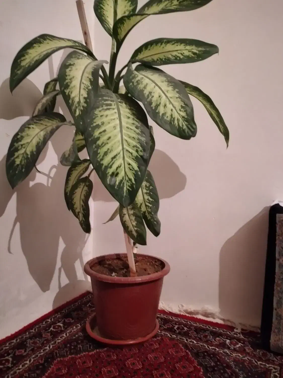 گل طبیعی دیفن باخیا|گل و گیاه طبیعی|کرمانشاه, |دیوار