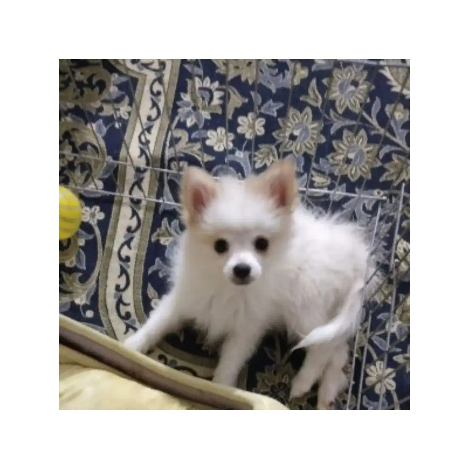 سگ پامر|سگ|شاهین‌شهر, گزبرخوار|دیوار