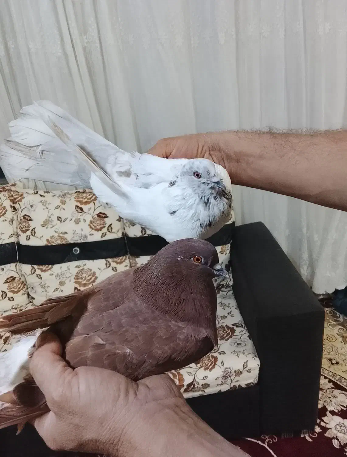 سلام|پرنده|کوهدشت, |دیوار