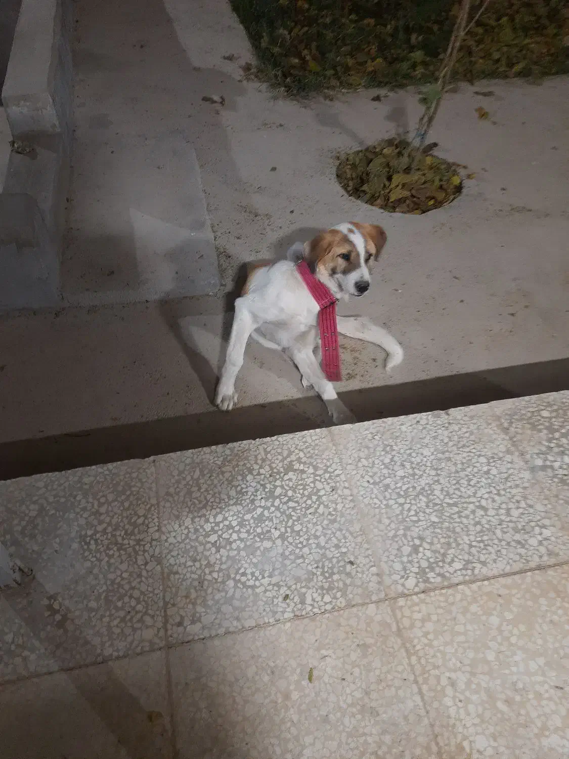 توله سگ ۶ماهه.جنسیت نر|سگ|بجنورد, |دیوار