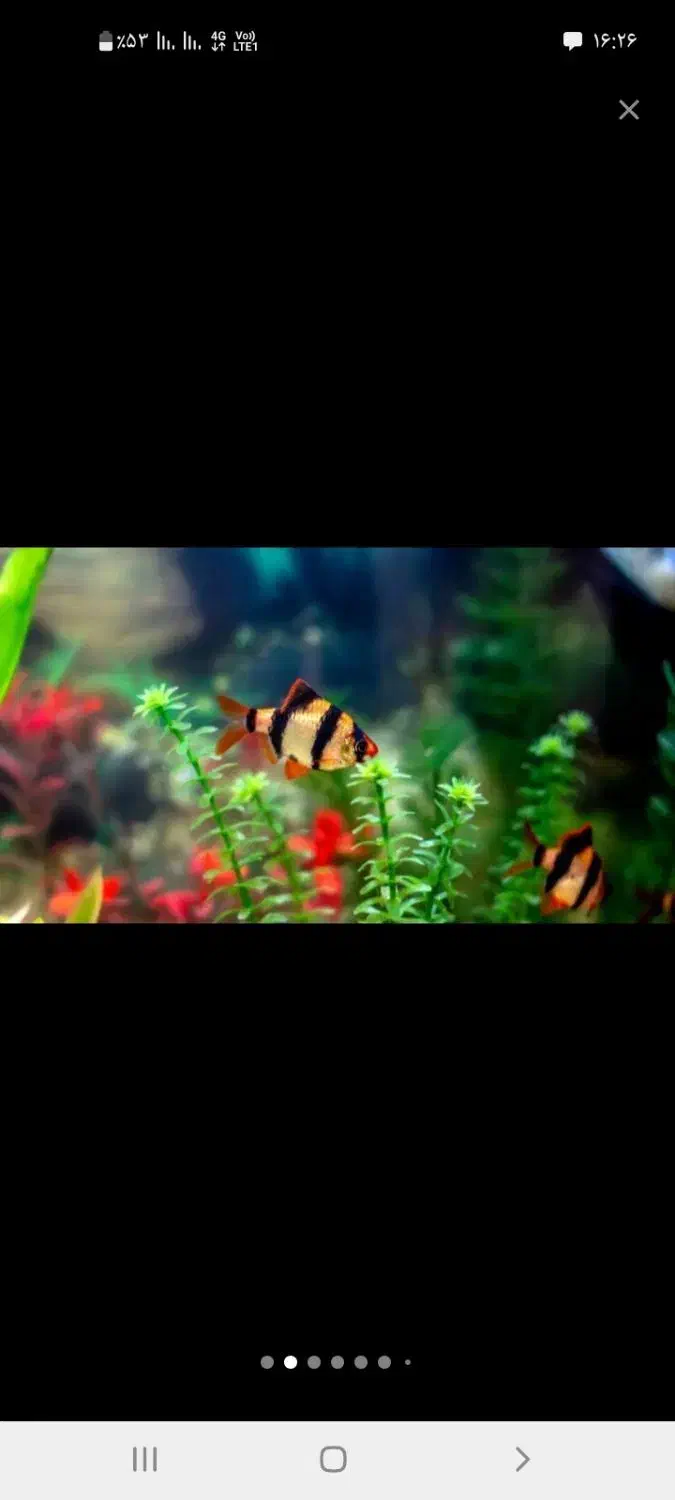 آکواریوم و ماهی و لوازم|ماهی|قروه, |دیوار