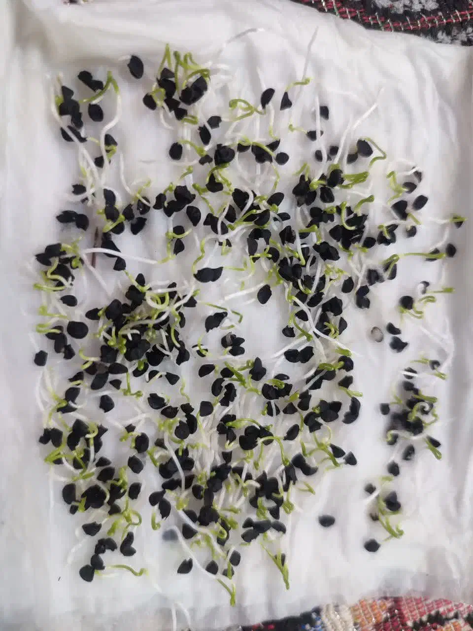 بذر پیاز|خدمات باغبانی و درختکاری|بجنورد, |دیوار