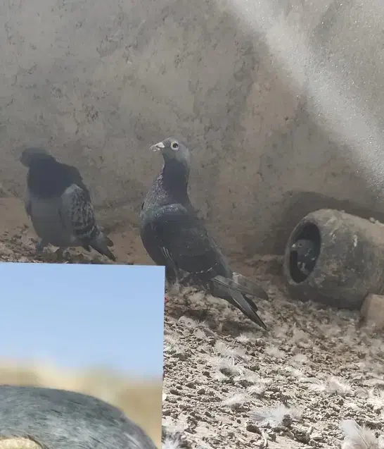 کبوتر گم شده|حیوانات|هامون, |دیوار