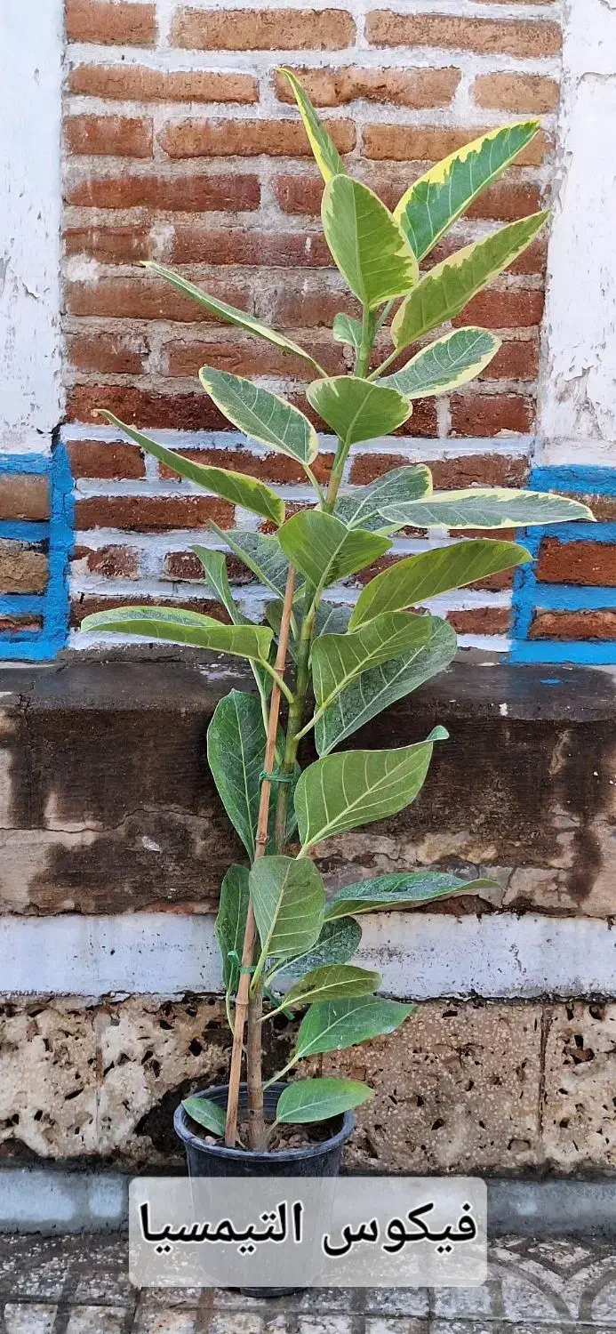 گل اپارتمانی|گل و گیاه طبیعی|سنندج, |دیوار