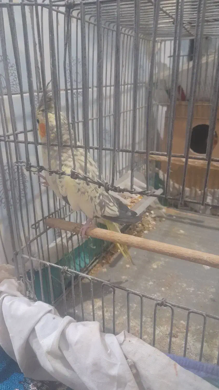 جفت عروس هلندی سالم|پرنده|اهواز, منازل کارون|دیوار