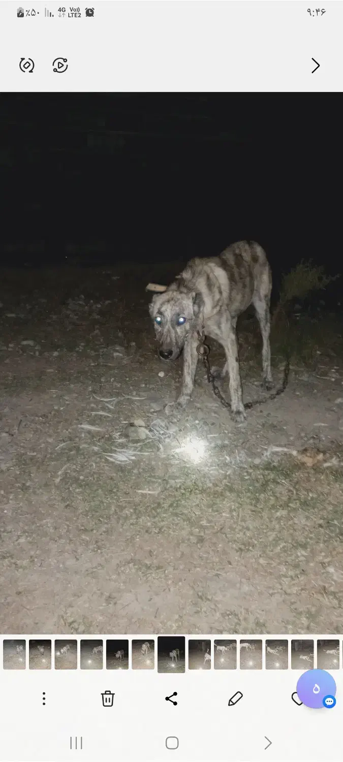 واگذاری طوله افغان م ع او ض ه بامرغ وخروس برهما|سگ|گرگان, |دیوار