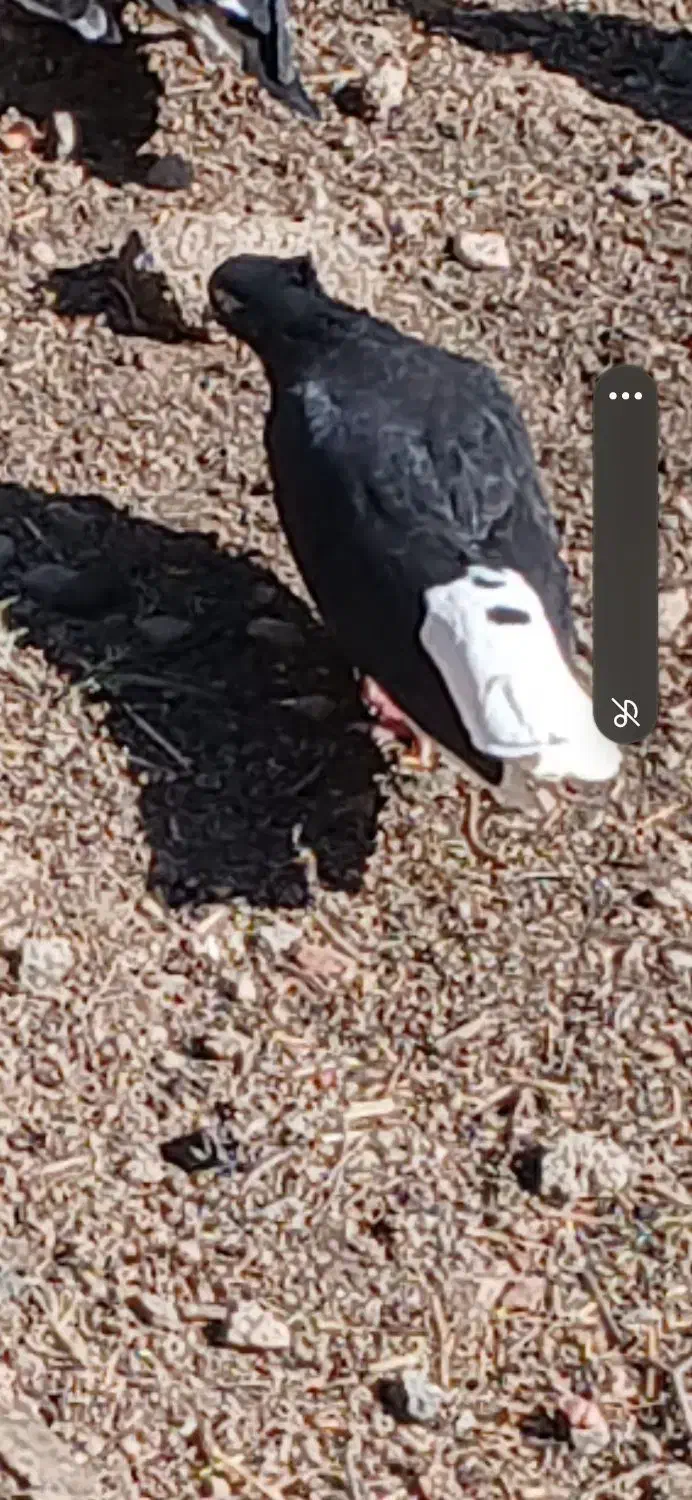 کبوتر دم سفید|پرنده|زرندیه, |دیوار