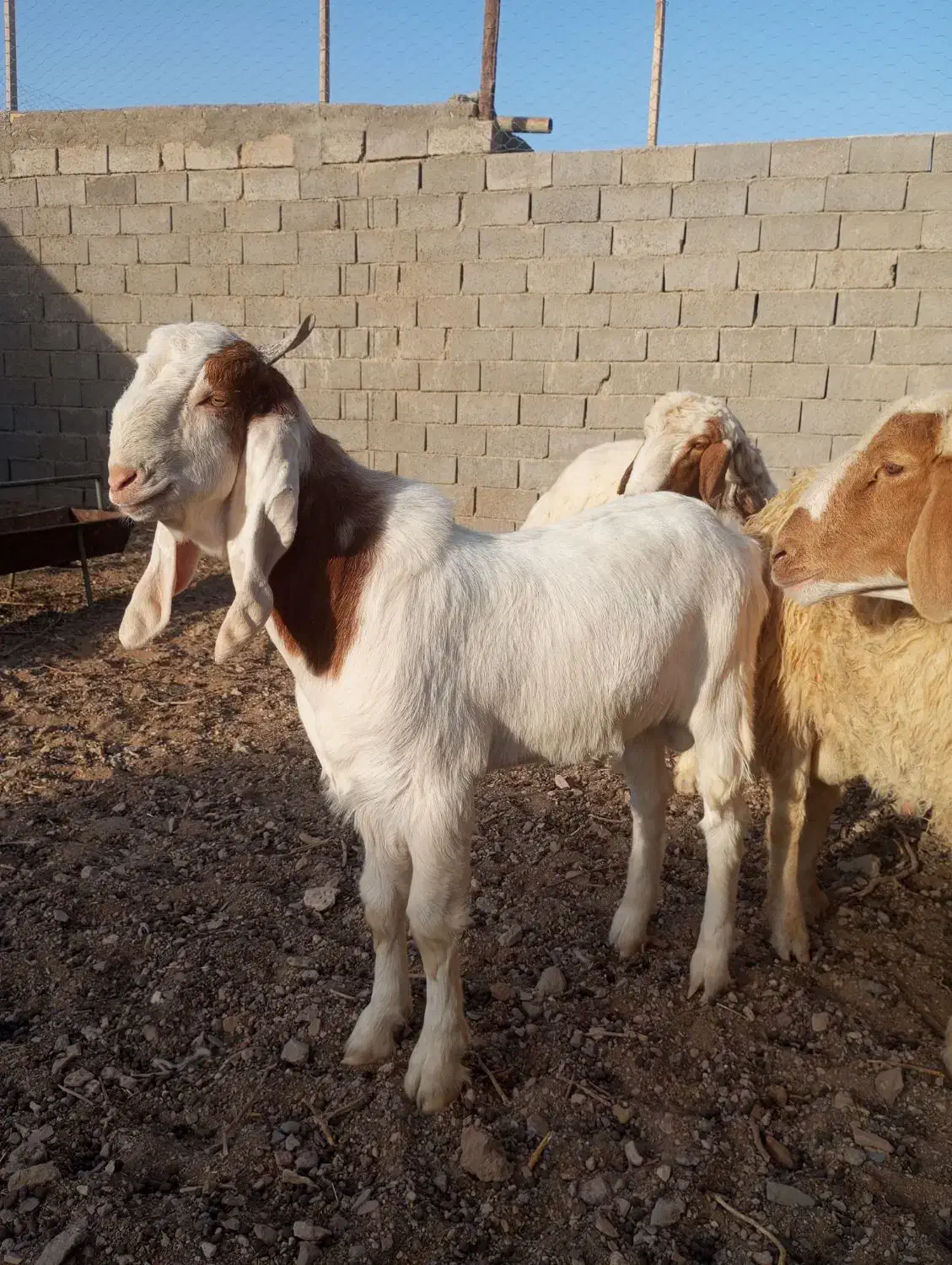 بزغاله نر گلابی|حیوانات مزرعه|خواف, |دیوار