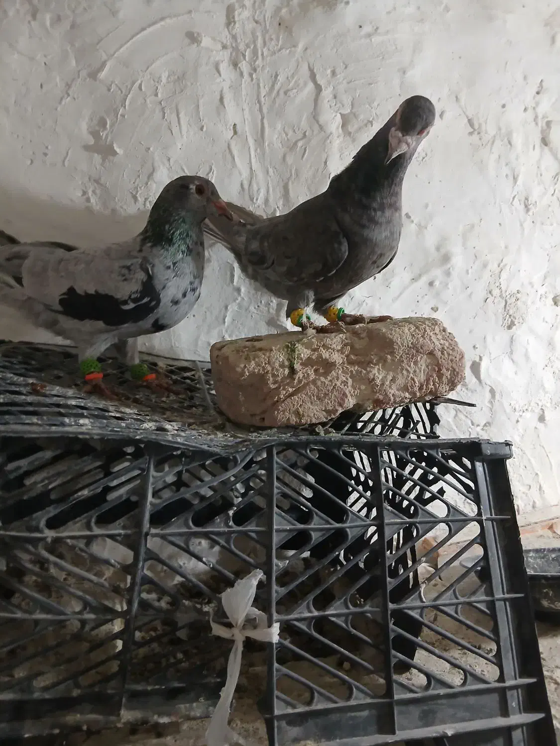 نروماده هفترنگ لک دار|پرنده|اسفرورین, |دیوار