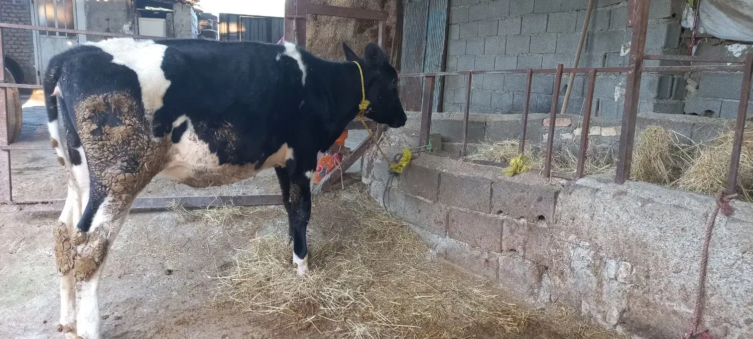 یک رای تلیسه هلاشتاین اصیل|حیوانات مزرعه|ساری, |دیوار