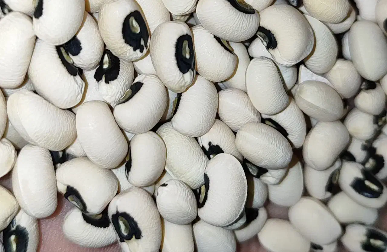 لوبیا چشم بلبلی درجه یک امسالی|خوردنی و آشامیدنی|سوری, |دیوار