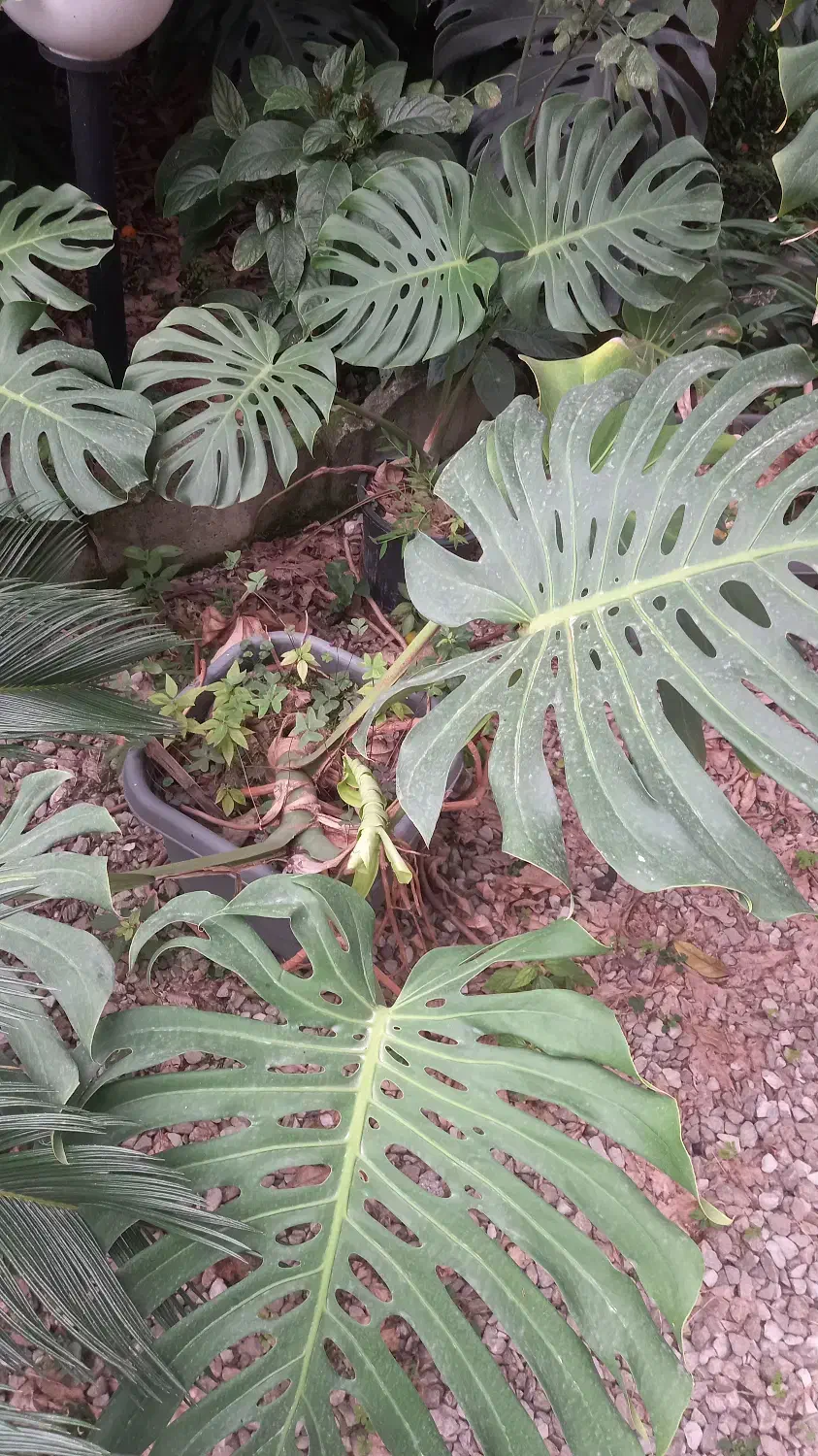 فروش گل برگ انجیری و سیکاس|گل و گیاه طبیعی|کلارآباد, |دیوار