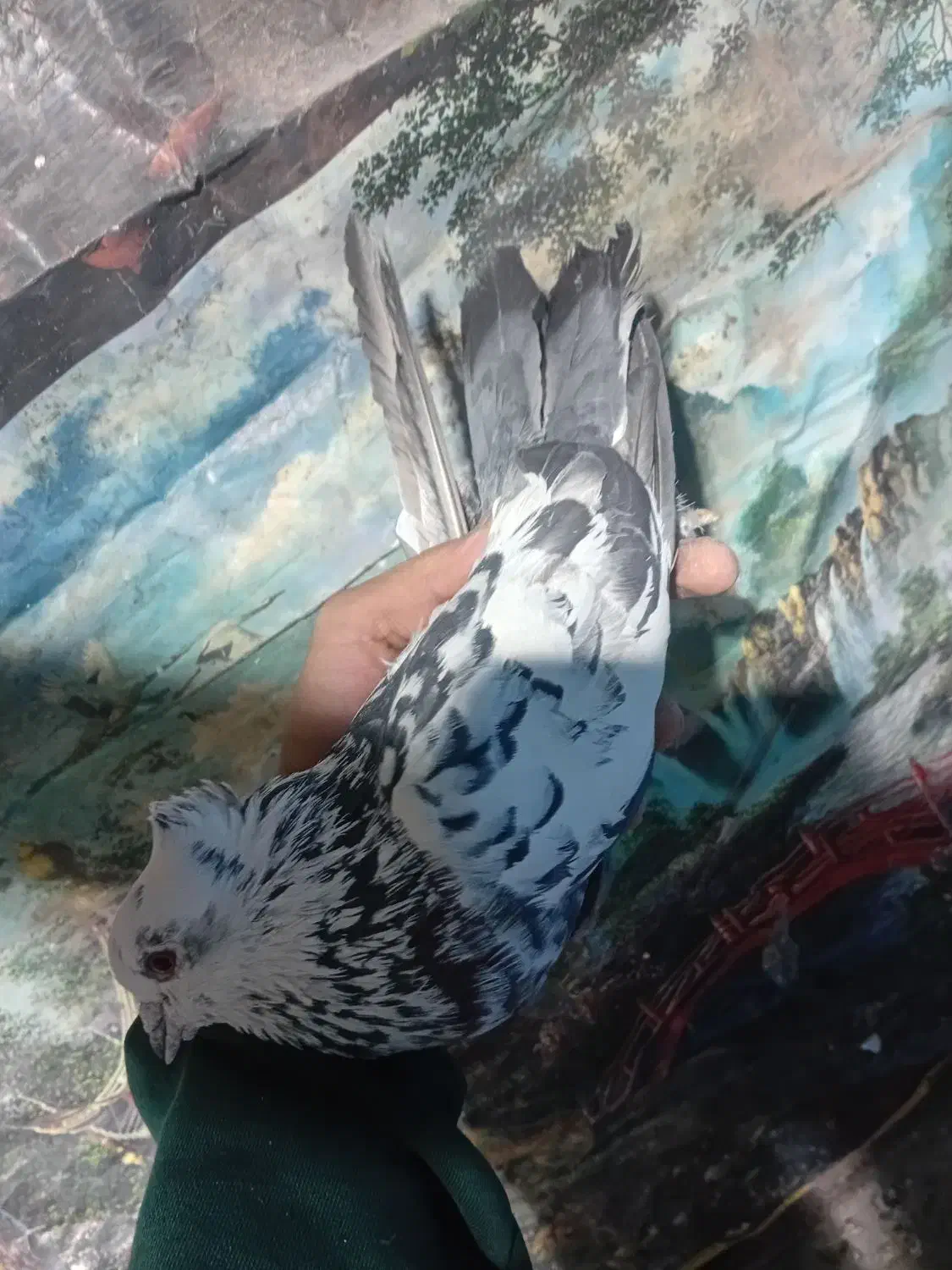 کبوتر|پرنده|ورامین, خیر آباد|دیوار