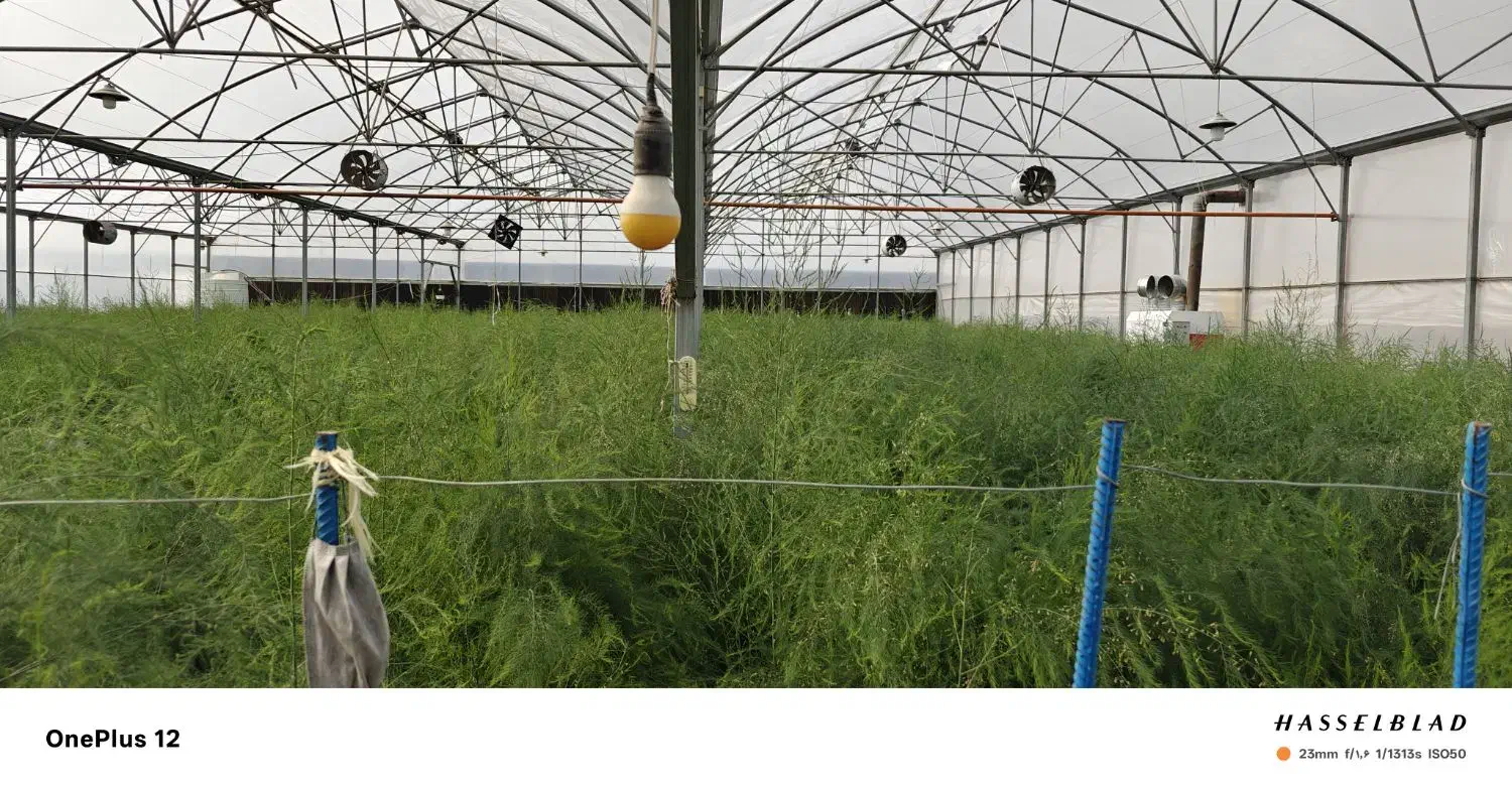 زمین زراعی با مجوز دیوار کشی و امتیازات|فروش دفتر صنعتی، کشاورزی، تجاری|مشهد, درزآب|دیوار