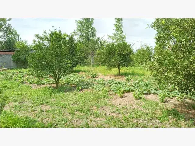 فروش باغ میوه با فاصله چند دقیقه ای تا تهران|فروش زمین و ملک کلنگی|قدس, شهرک دانش|دیوار