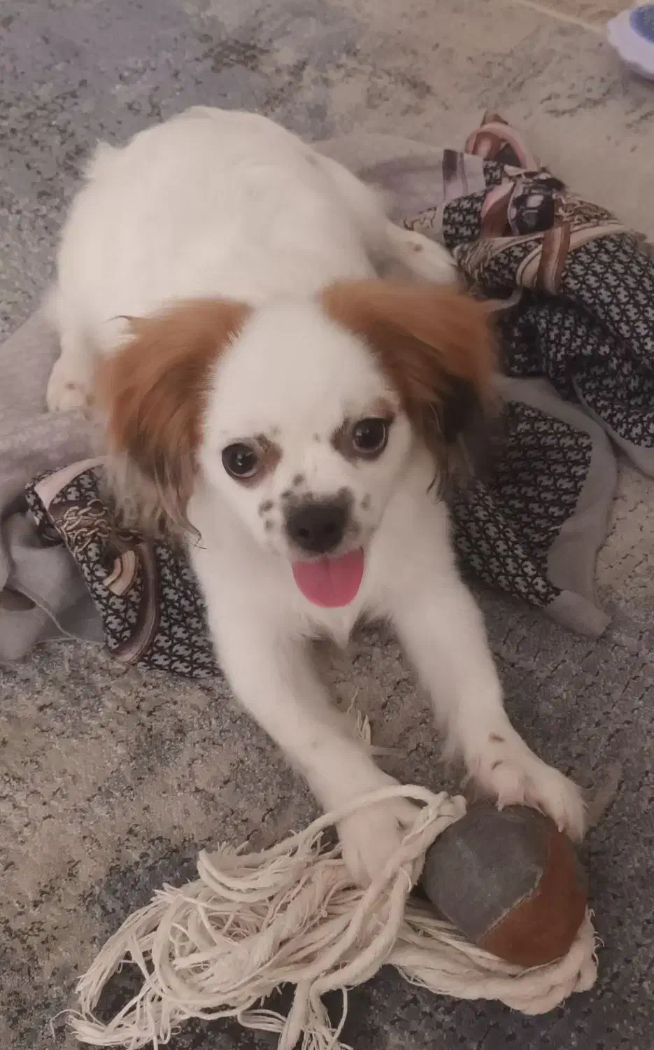 شیتزو مالتیز|سگ|پردیس, فاز ۳|دیوار