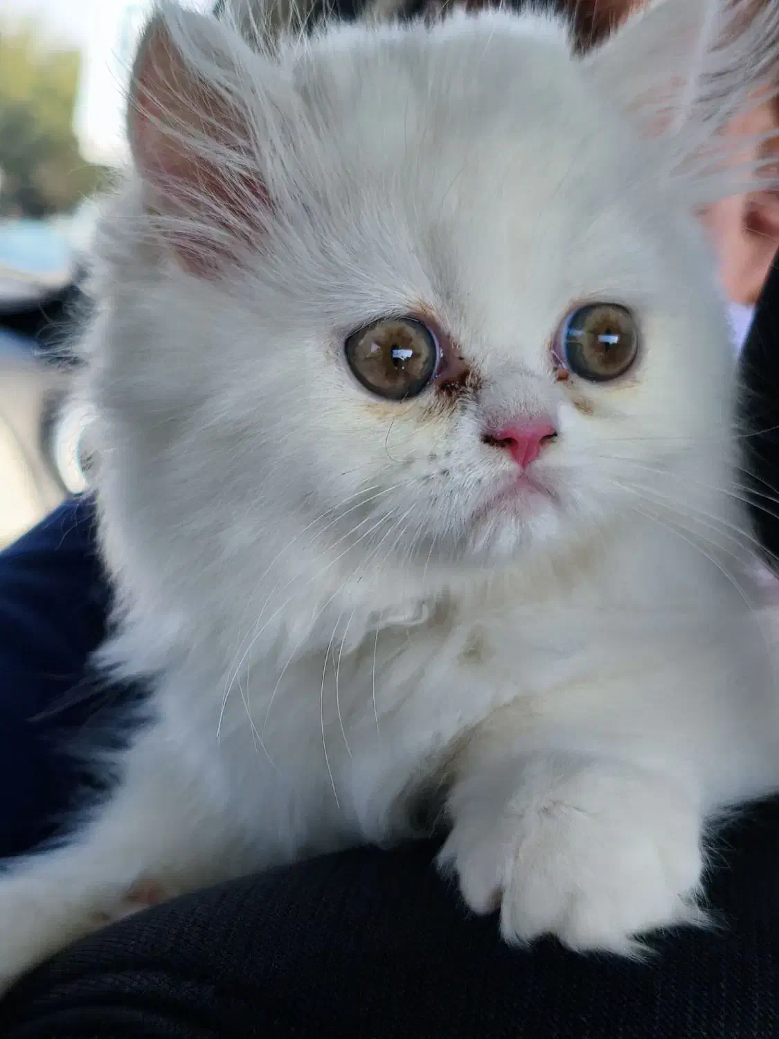 بچه گربه پرشین سفید فوقالعاده ناز|گربه|گلستان (تهران), |دیوار