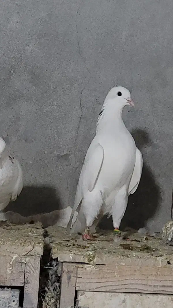 کبوتر هما|پرنده|رودخانه, |دیوار