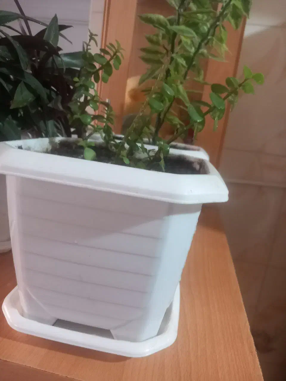 گلدان|گل و گیاه طبیعی|بانه, |دیوار