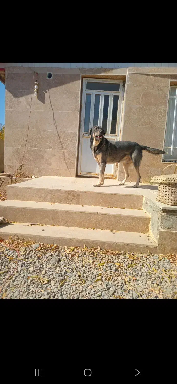 خرید و فروش سگ|سگ|شازند, |دیوار