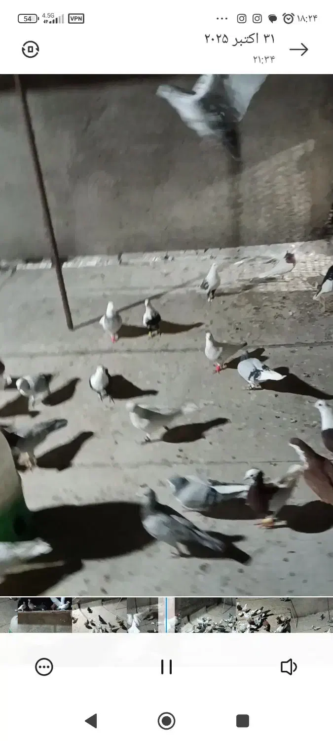 سلام این کبوترا باخت کرده|پرنده|دشتابی, |دیوار